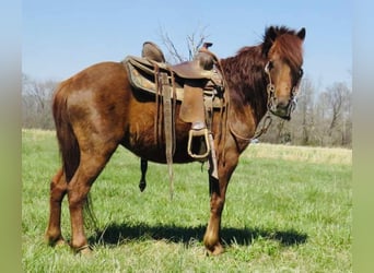 American Quarter Horse, Castrone, 10 Anni, 114 cm, Sauro scuro