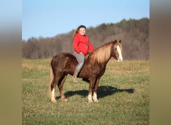 American Quarter Horse, Castrone, 10 Anni, 122 cm, Roano rosso