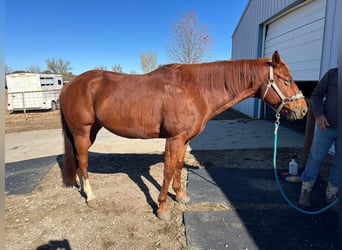 American Quarter Horse, Castrone, 10 Anni, 142 cm, Baio