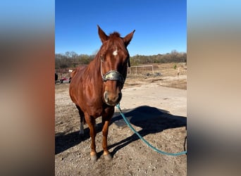 American Quarter Horse, Castrone, 10 Anni, 142 cm, Baio