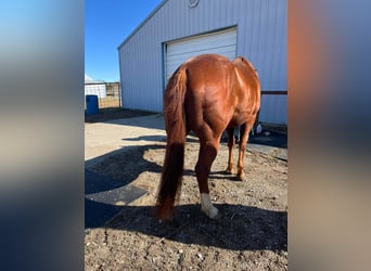 American Quarter Horse, Castrone, 10 Anni, 142 cm, Baio