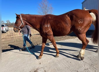 American Quarter Horse, Castrone, 10 Anni, 142 cm, Baio