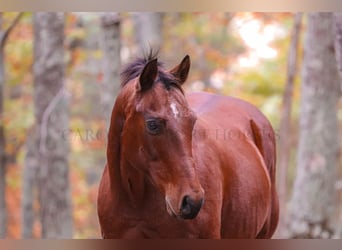 American Quarter Horse, Castrone, 10 Anni, 142 cm, Baio ciliegia