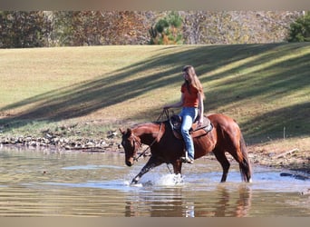 American Quarter Horse, Castrone, 10 Anni, 142 cm, Baio ciliegia