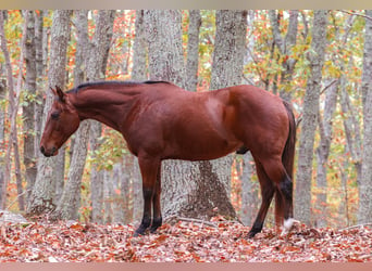 American Quarter Horse, Castrone, 10 Anni, 142 cm, Baio ciliegia