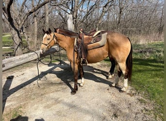American Quarter Horse, Castrone, 10 Anni, 142 cm, Pelle di daino