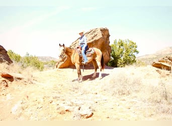 American Quarter Horse, Castrone, 10 Anni, 142 cm, Pelle di daino