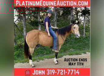American Quarter Horse, Castrone, 10 Anni, 142 cm, Pelle di daino