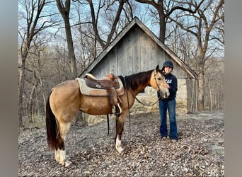 American Quarter Horse, Castrone, 10 Anni, 142 cm, Pelle di daino