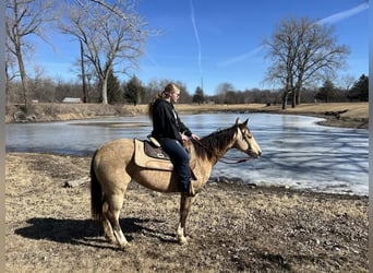 American Quarter Horse, Castrone, 10 Anni, 142 cm, Pelle di daino