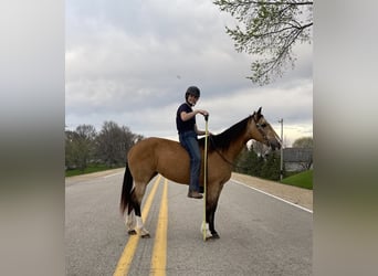 American Quarter Horse, Castrone, 10 Anni, 142 cm, Pelle di daino