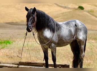 American Quarter Horse, Castrone, 10 Anni, 142 cm, Roano blu