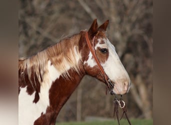 American Quarter Horse, Castrone, 10 Anni, 145 cm, Overo-tutti i colori