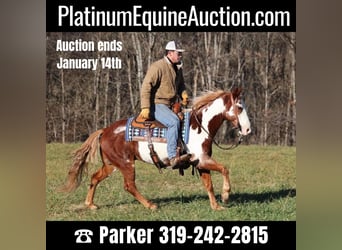 American Quarter Horse, Castrone, 10 Anni, 145 cm, Overo-tutti i colori