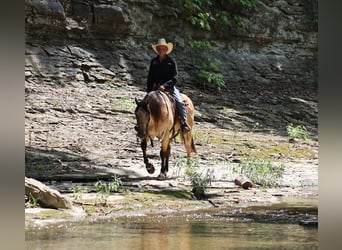 American Quarter Horse, Castrone, 10 Anni, 145 cm, Pelle di daino