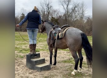 American Quarter Horse, Castrone, 10 Anni, 145 cm, Roano blu