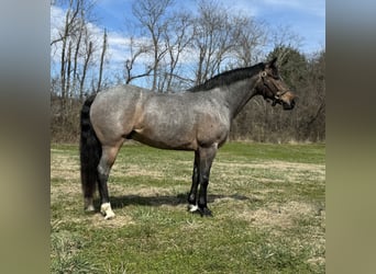 American Quarter Horse, Castrone, 10 Anni, 145 cm, Roano blu