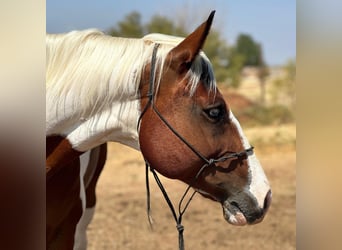 American Quarter Horse, Castrone, 10 Anni, 145 cm, Tobiano-tutti i colori