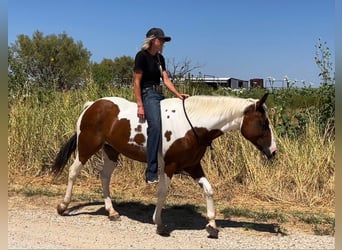 American Quarter Horse, Castrone, 10 Anni, 145 cm, Tobiano-tutti i colori