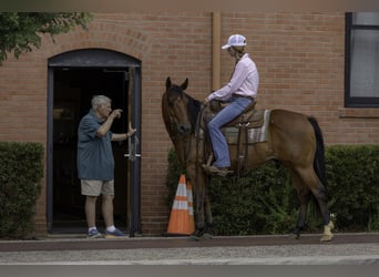 American Quarter Horse, Castrone, 10 Anni, 147 cm, Baio ciliegia