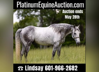 American Quarter Horse, Castrone, 10 Anni, 147 cm, Grigio pezzato