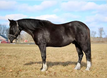 American Quarter Horse, Castrone, 10 Anni, 147 cm, Morello