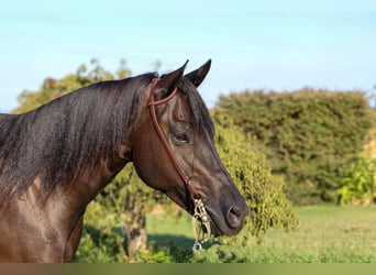 American Quarter Horse, Castrone, 10 Anni, 147 cm, Morello