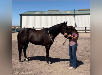 American Quarter Horse, Castrone, 10 Anni, 147 cm, Morello