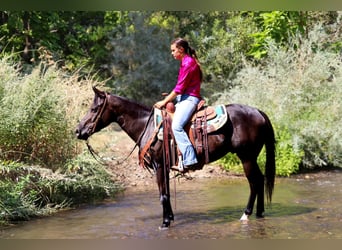 American Quarter Horse, Castrone, 10 Anni, 147 cm, Morello