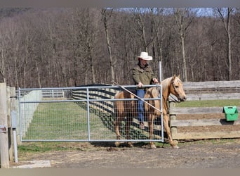 American Quarter Horse, Castrone, 10 Anni, 147 cm, Palomino