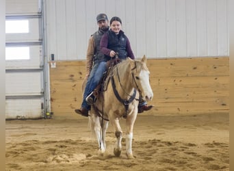 American Quarter Horse, Castrone, 10 Anni, 147 cm, Palomino