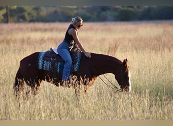American Quarter Horse, Castrone, 10 Anni, 147 cm, Sauro ciliegia