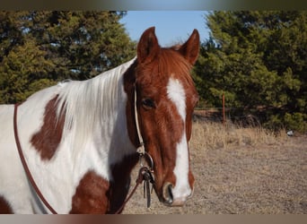 American Quarter Horse, Castrone, 10 Anni, 147 cm, Tobiano-tutti i colori