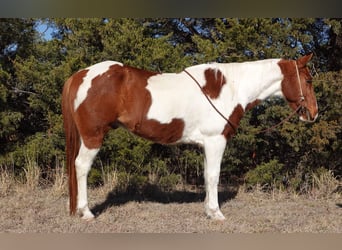 American Quarter Horse, Castrone, 10 Anni, 147 cm, Tobiano-tutti i colori