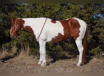 American Quarter Horse, Castrone, 10 Anni, 147 cm, Tobiano-tutti i colori