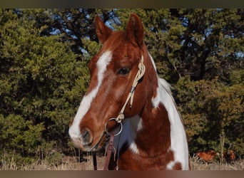 American Quarter Horse, Castrone, 10 Anni, 147 cm, Tobiano-tutti i colori