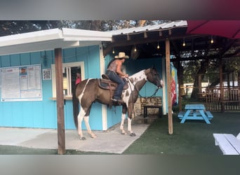American Quarter Horse, Castrone, 10 Anni, 147 cm, Tobiano-tutti i colori