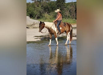American Quarter Horse, Castrone, 10 Anni, 147 cm, Tobiano-tutti i colori