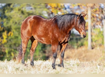 American Quarter Horse, Castrone, 10 Anni, 150 cm, Baio ciliegia