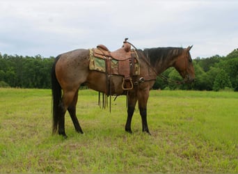 American Quarter Horse, Castrone, 10 Anni, 150 cm, Baio roano