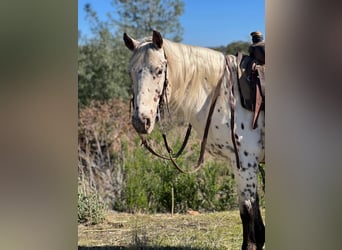 American Quarter Horse, Castrone, 10 Anni, 150 cm, Bianco
