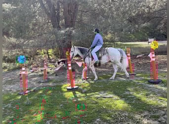 American Quarter Horse, Castrone, 10 Anni, 150 cm, Grigio pezzato