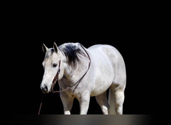 American Quarter Horse, Castrone, 10 Anni, 150 cm, Grigio pezzato