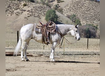 American Quarter Horse, Castrone, 10 Anni, 150 cm, Grigio pezzato