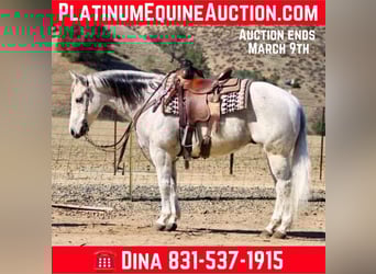 American Quarter Horse, Castrone, 10 Anni, 150 cm, Grigio pezzato