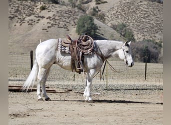American Quarter Horse, Castrone, 10 Anni, 150 cm, Grigio pezzato