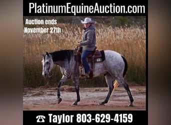 American Quarter Horse, Castrone, 10 Anni, 150 cm, Grigio pezzato