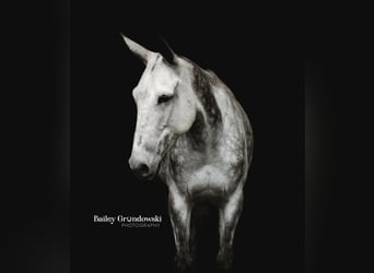 American Quarter Horse, Castrone, 10 Anni, 150 cm, Grigio pezzato