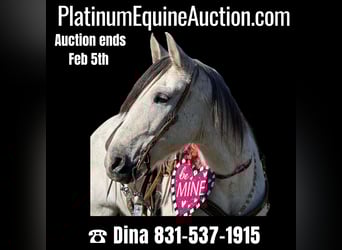 American Quarter Horse, Castrone, 10 Anni, 150 cm, Grigio pezzato