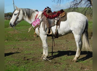American Quarter Horse, Castrone, 10 Anni, 150 cm, Grigio pezzato